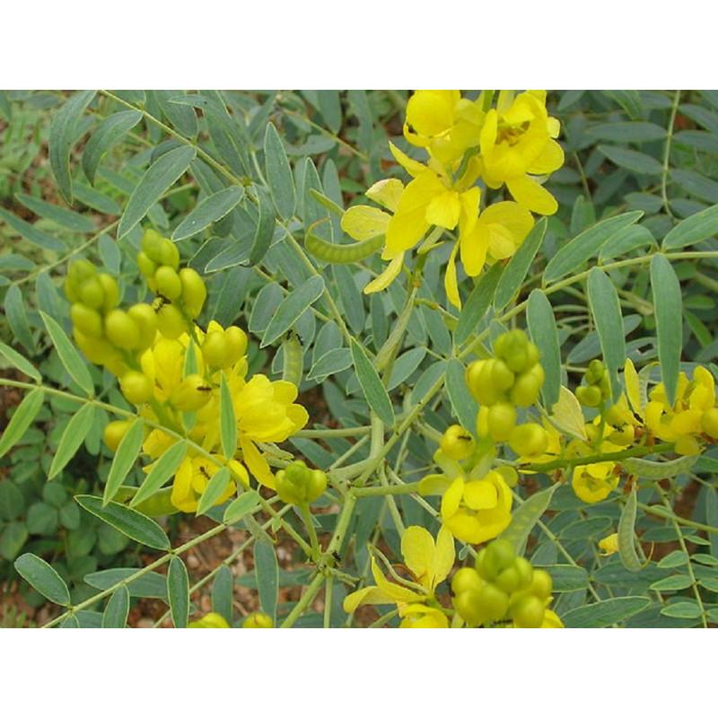 Tisane – feuilles de séné – Fleur Sauvage – Aliments Naturels