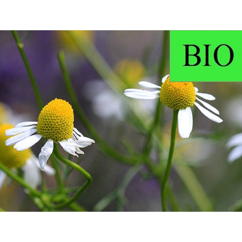 Infusion de camomille Bio 50g fleurs de camomille