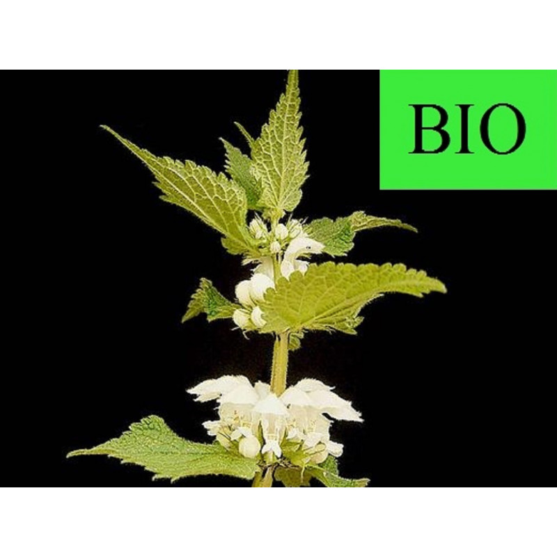 Ortie Blanche (Lamier Blanc) sommité fleurie en vrac - sachet de 100g